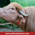 बांग्लादेश में सफेद डोनल्ड ट्रंप भैंसा बाल-बाल बचा