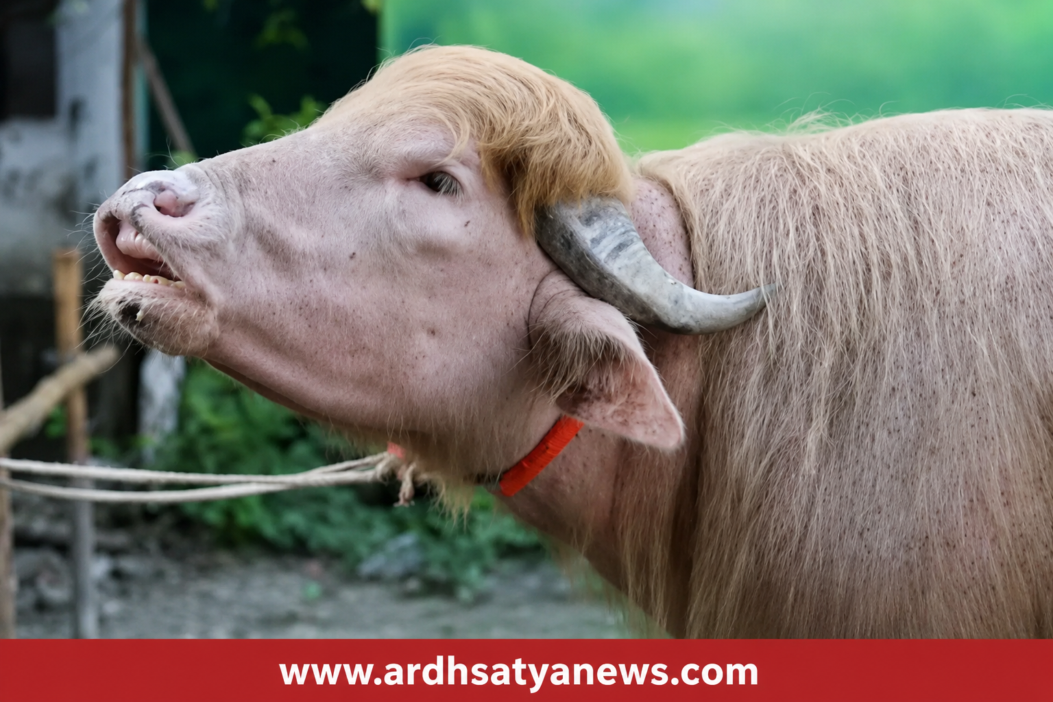 बांग्लादेश में सफेद डोनल्ड ट्रंप भैंसा बाल-बाल बचा
